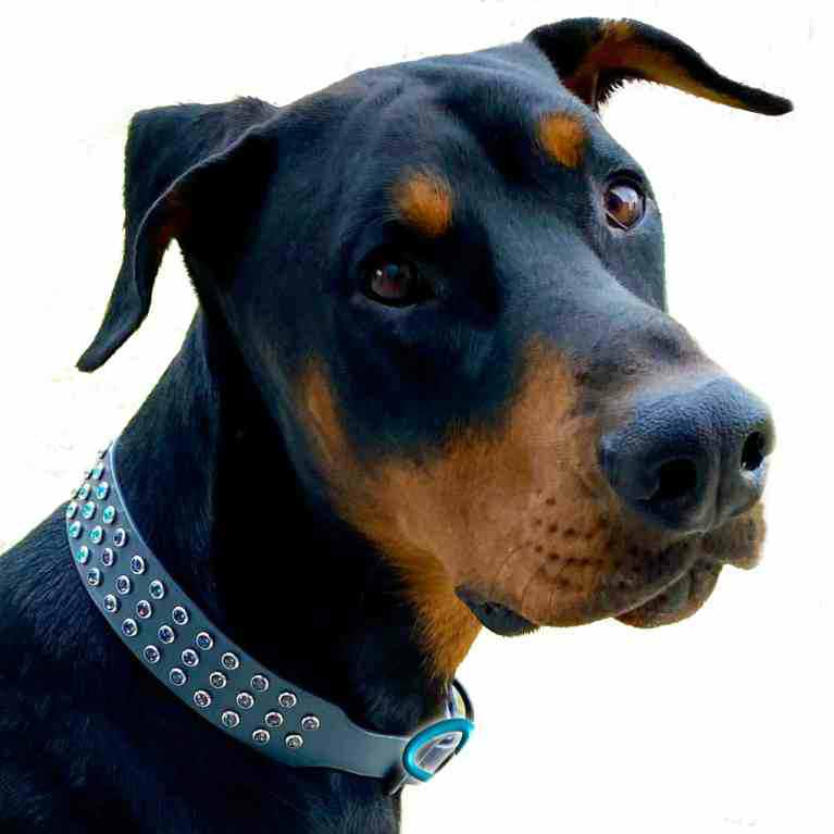 designer dog collars